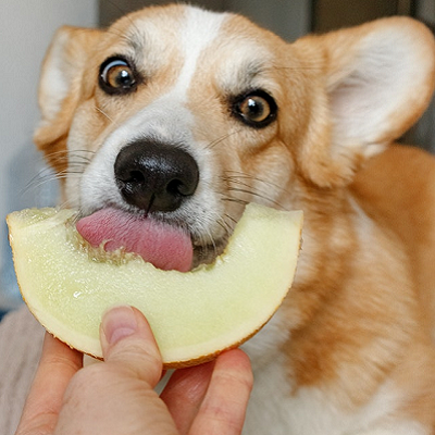 A corgi dog eating a melon held by a human