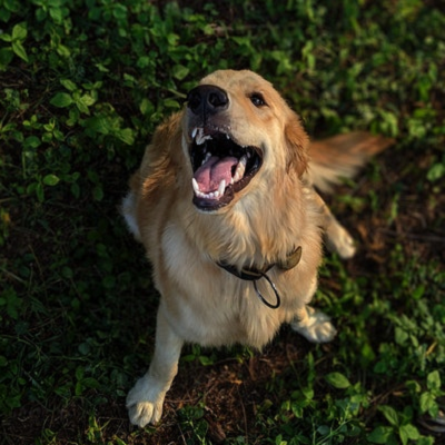 A Golden Retriever dog with its mouth open