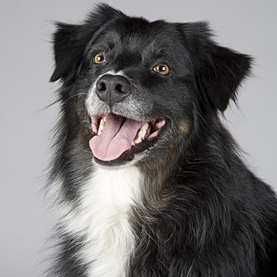 A portrait of a black and white mixed-breed dog